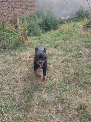 Vând câini rasa rottweiler talie medie și mastiff tibetan, diferite vârste cu pedigree  - imagine 2