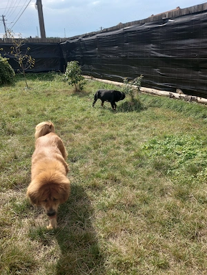 Vând câini rasa rottweiler talie medie și mastiff tibetan, diferite vârste cu pedigree  - imagine 5