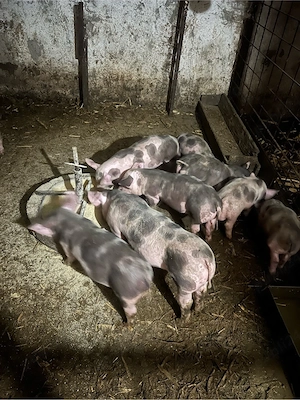 de vinzare purcei rasa pitrean 8 saptamini  - imagine 2