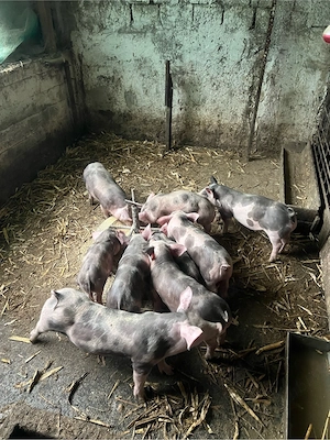 de vinzare purcei rasa pitrean 8 saptamini 
