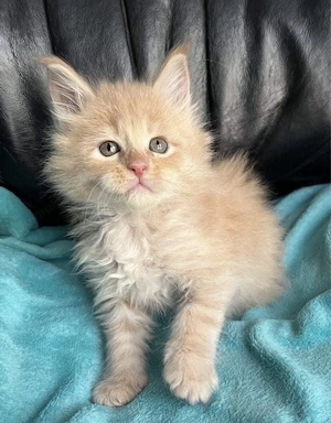 Maine coon fetita si baietel 