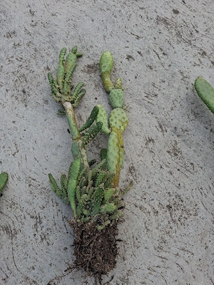 cactusi disponibili.