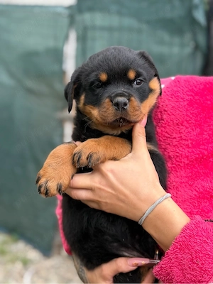 fete rottweiler - imagine 3