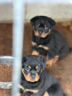 fete rottweiler