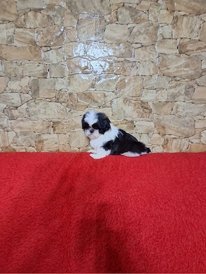 Pui Shih-tzu alb-negru