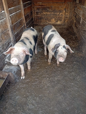 porci de vânzare 