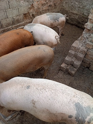 Porci 100 kg - imagine 4