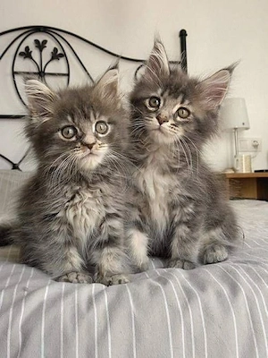 Maine coon