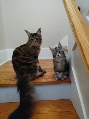 Maine coon  - imagine 2