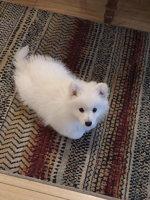 Vând pui pomeranian - imagine 2