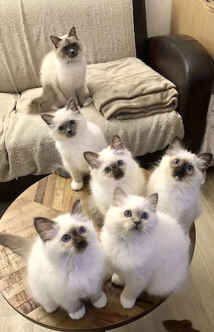 Ragdoll disponibili