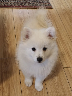 Vând pui pomeranian