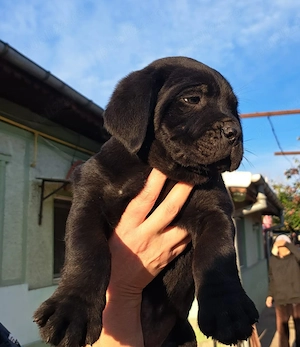 Puiut Cane corso Negru - imagine 5