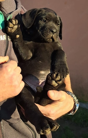 Puiut Cane corso Negru - imagine 3