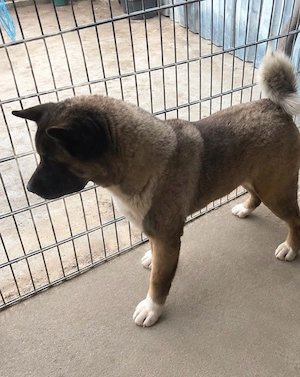 vand akita american  - imagine 2