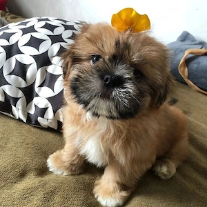 Bichon havanez 