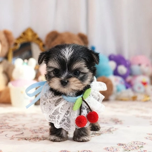 Yorkshire terrier mini toy - imagine 2