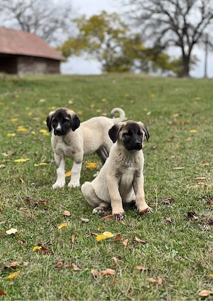 căței de kangal