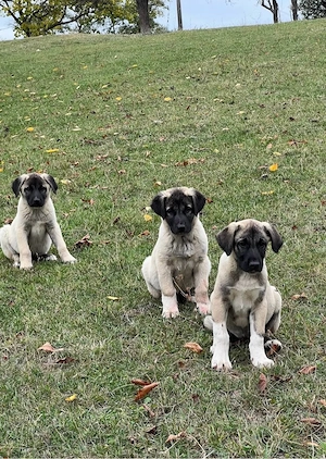 căței de kangal - imagine 3