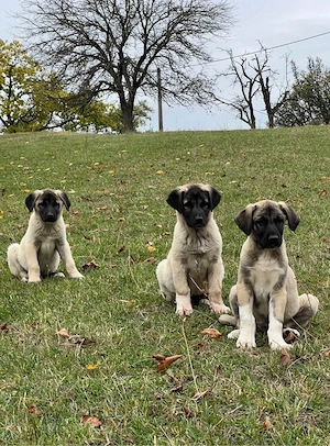 căței de kangal - imagine 2