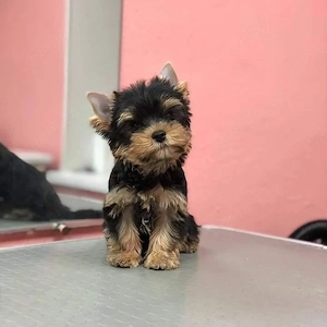 Yorkshire terrier mini toy