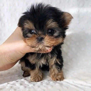 Yorkshire terrier mini toy superb - imagine 2
