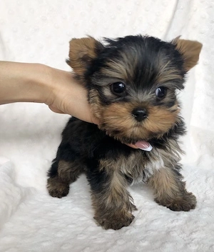 Yorkshire terrier mini toy superb - imagine 3