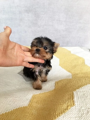 pui Yorkshire terrier din părinți cu pedigree mini toy - imagine 3