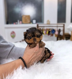 pui Yorkshire terrier din părinți cu pedigree mini toy - imagine 2