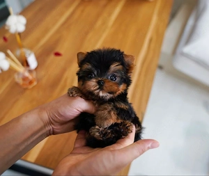 pui Yorkshire terrier din părinți cu pedigree mini toy