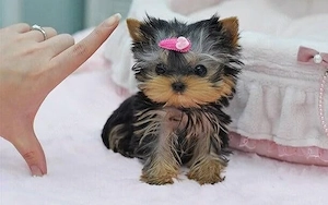 pui Yorkshire terrier mini toy trecupe exemplar de frumoși - imagine 2