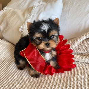 Yorkshire terrier mini toy cea mai mică talie - imagine 3