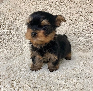 Yorkshire terrier mini toy cea mai mică talie - imagine 2