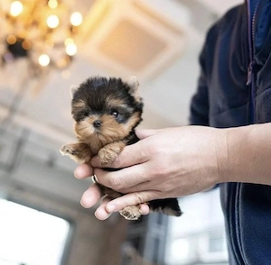 Yorkshire terrier mini toy cea mai mică talie