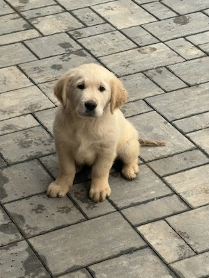 Cățeluși golden retriever  - imagine 2