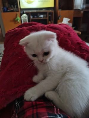 Vând pisica Scottish Fold - albă . - imagine 5