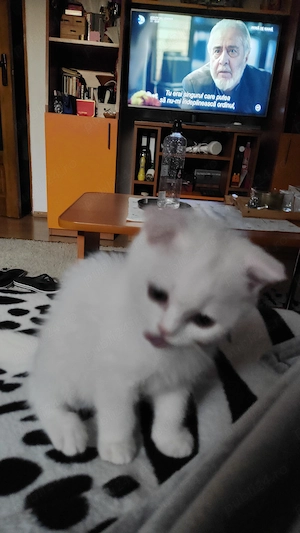 Vând pisica Scottish Fold - albă . - imagine 3