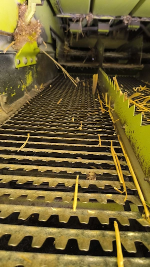 Claas mega 204 masa grâu 5 metri  - imagine 4