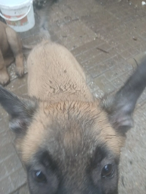 pui ciobanesc belgian