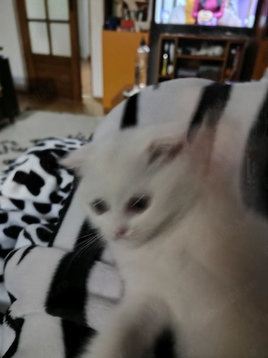 Vând Pisicuță 2.5 luni, Scottish Fold  - imagine 5