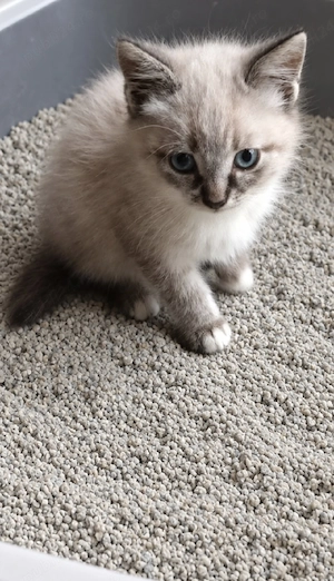 Ragdoll puiuți frumoși  - imagine 3
