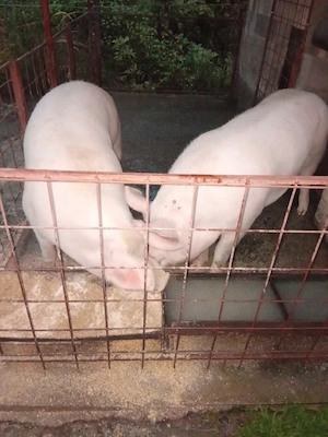 porc  de vinzare - imagine 4