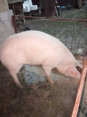 porc  de vinzare - imagine 2