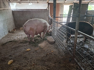 Pprc mare 500kg - imagine 4