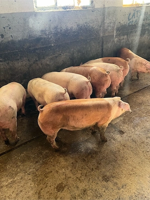 Vindem porci rasa de carne!