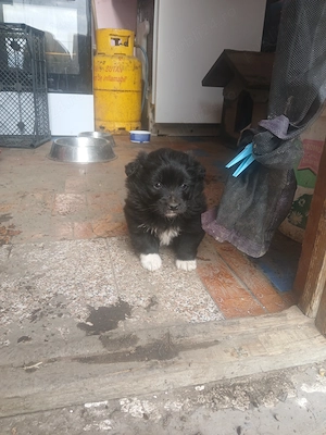 Donez catel de talie mica