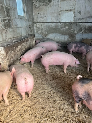 porci rasa de carne super calitate 110-160 kg - imagine 2