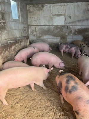 porci rasa de carne super calitate 110-160 kg