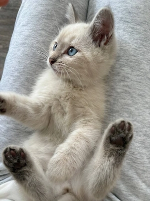 Ragdoll puiut dragut  - imagine 3