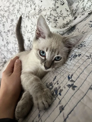 Ragdoll puiut dragut  - imagine 2
